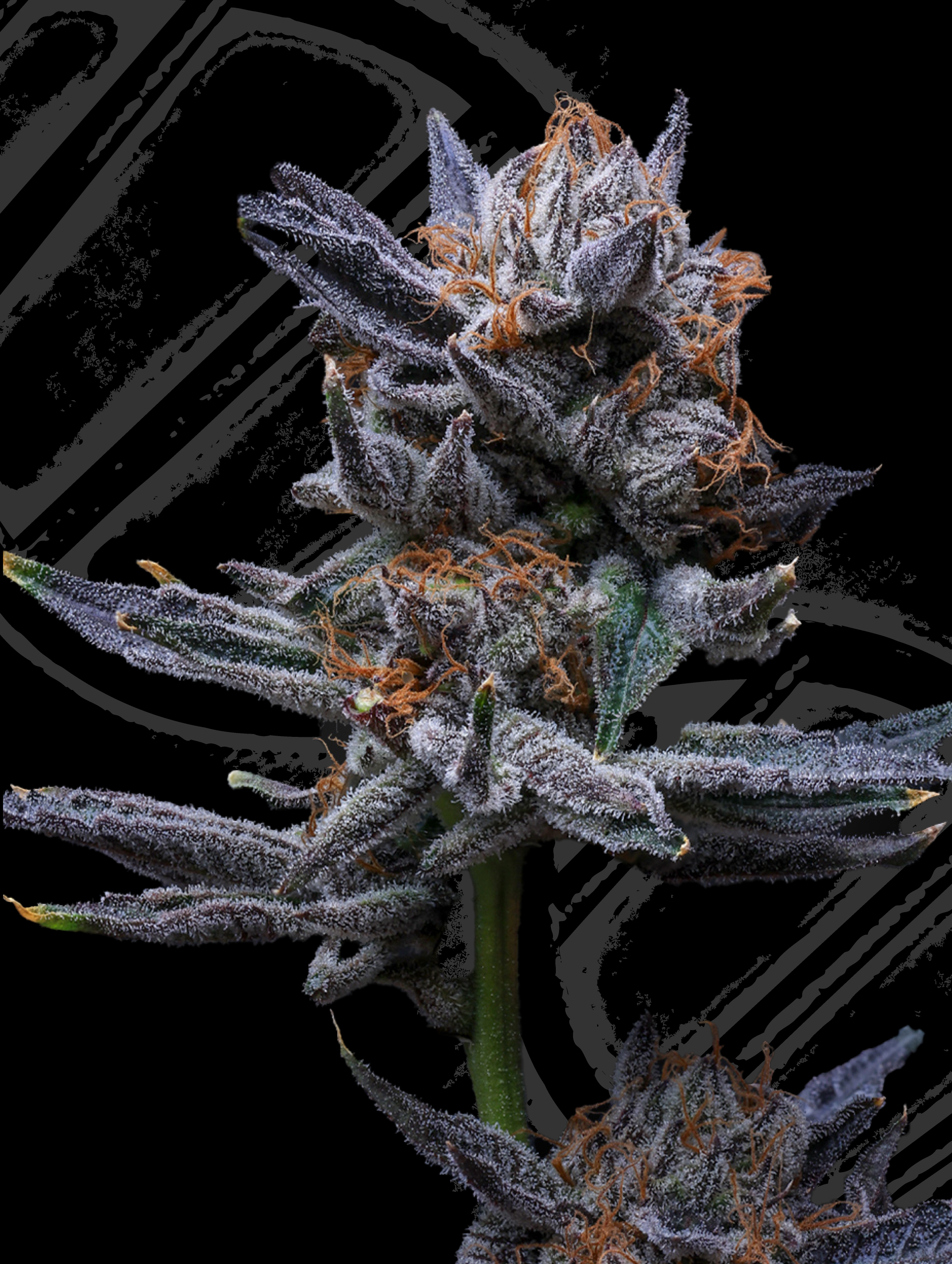 Cannabis Clones & Teens — Highline Nursery